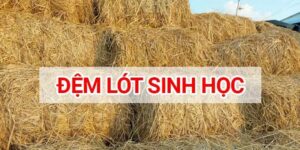 Sử dụng đệm lót sinh học cho bò hiệu quả nhất 