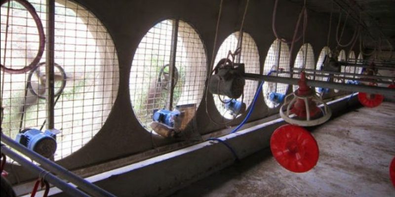 Cải thiện thông gió là cách khử mùi hôi chuồng gà hiệu quả 