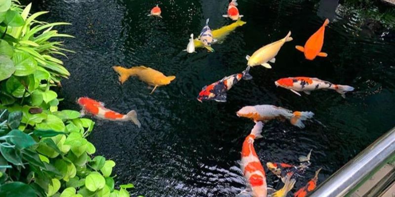 Cách tạo vi sinh bằng bột thông dụng phổ biến 