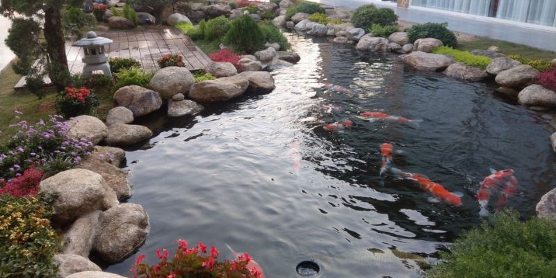 Tìm hiểu cách tạo vi sinh cho hồ cá koi có ý nghĩa quan trọng 