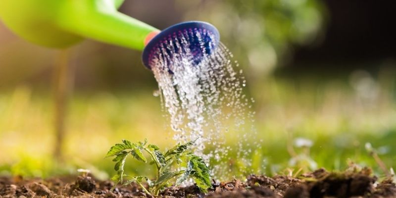 Chia sẻ các cách tưới nước tiểu cho cây đơn giản 