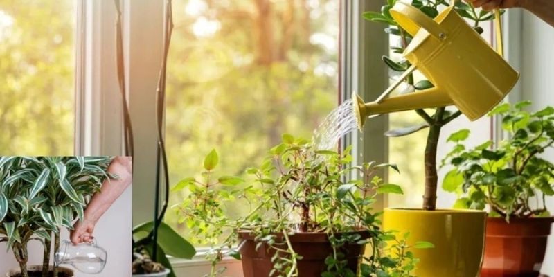 Hiểu đúng về cách tưới nước tiểu cho cây