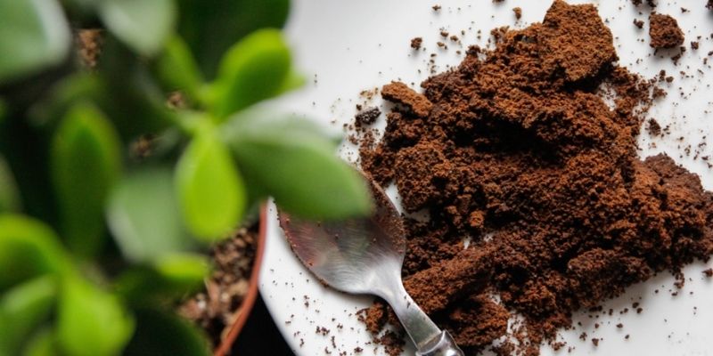 Ý nghĩa của cách ủ bã cà phê bón cây