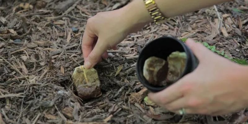 Các bước cách ủ bã chè bón cây chi tiết 
