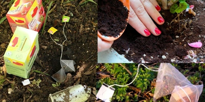 Học cách ủ bã chè bón cây có nhiều ích lợi 