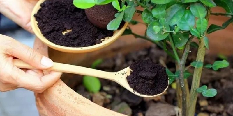 Lưu ý khi sử dụng bã chè bón cây