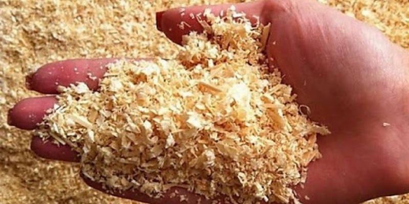 Nhờ cách ủ phân hữu cơ từ mùn cưa cây trồng phát triển 