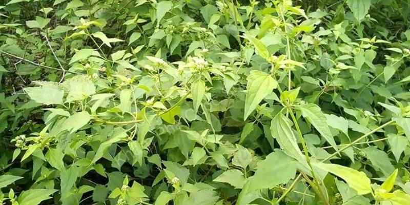 Phân xanh hỗ trợ cây trồng phát triển khỏe mạnh 
