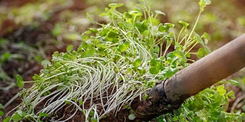 Cách ủ phân xanh cần chuẩn bị nguyên liệu gì?