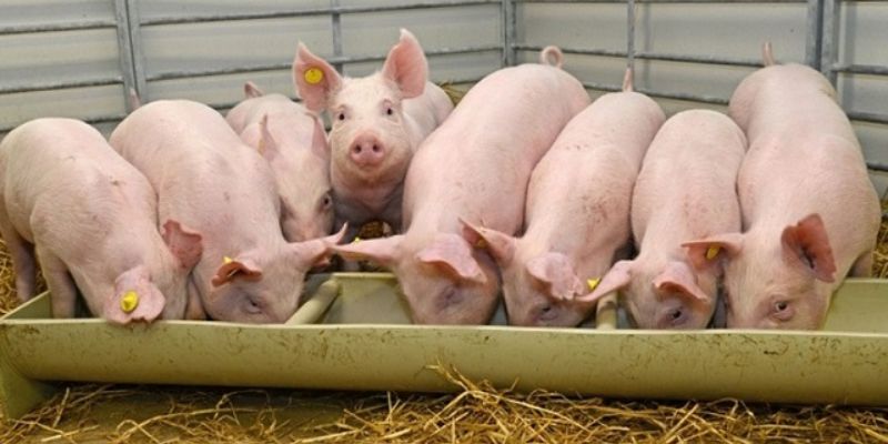 Ý nghĩa to lớn của cách ủ thức ăn cho lợn