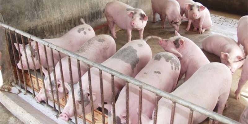 Chia sẻ cách ủ thức ăn cho lợn đơn giản hiệu quả 
