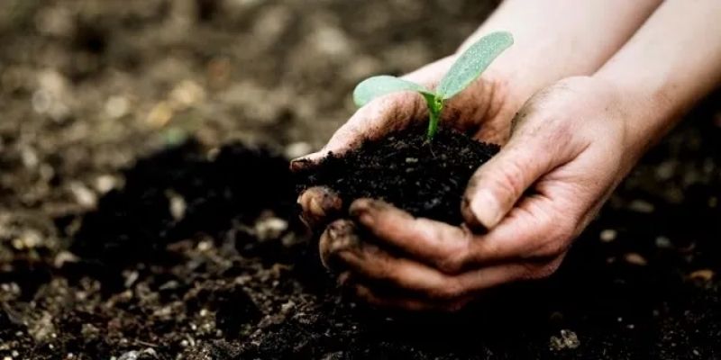Chia sẻ các bước ủ vỏ trấu cà phê đơn giản 