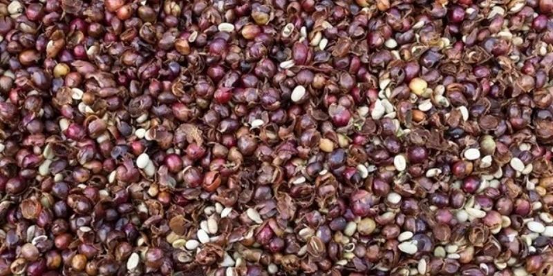 Những điều tuyệt vời mà cách ủ vỏ trấu cà phê mang đến 