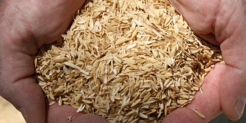 Lưu ý khi thực hiện ủ vỏ trấu nhanh mục