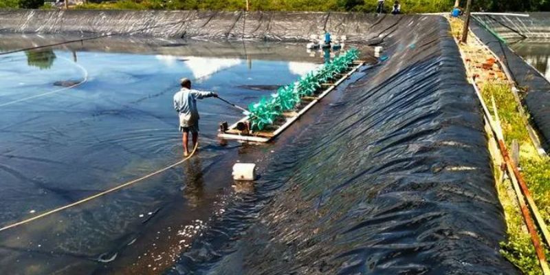 Các cách xử lý đáy ao tôm cần tìm hiểu kỹ 