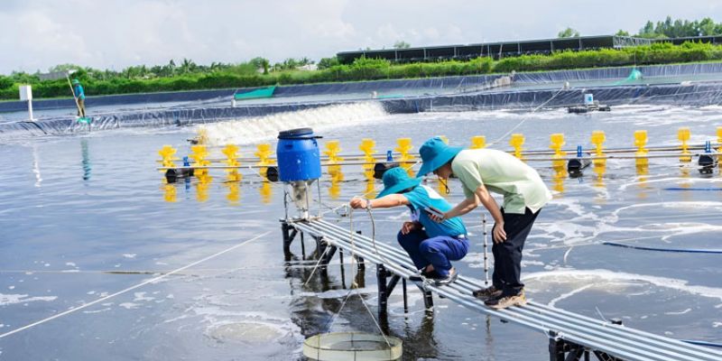 Cách xử lý đáy ao tôm bằng quạt nước 