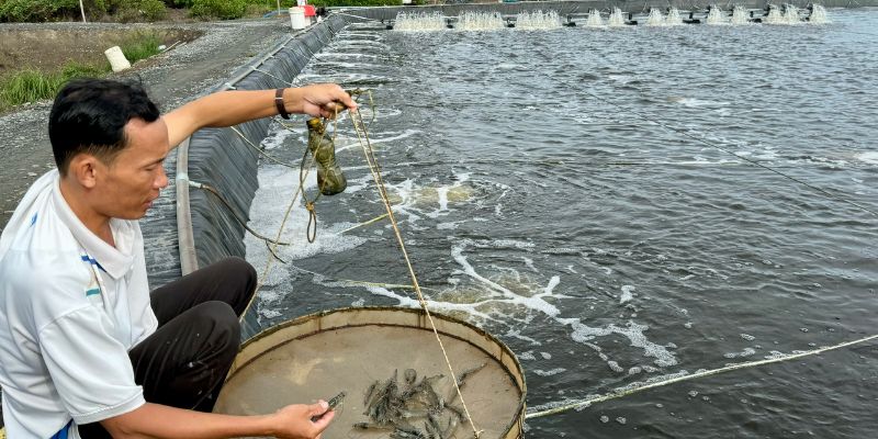 Sử dụng men vi sinh đã được chứng nhận và khuyên dùng 