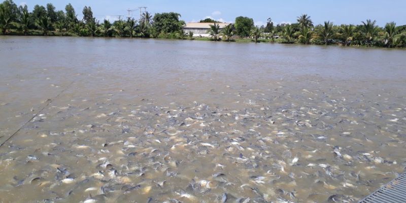 Sử dụng vật liệu lọc là cách xử lý nước ao cá bị ô nhiễm hữu hiệu 