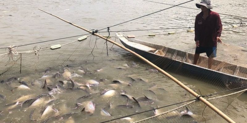 Thay nước định kỳ tạo ra môi trường sống lý tưởng cho cá 
