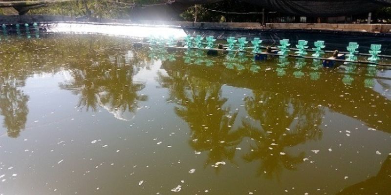 Ô nhiễm môi trường khiến sinh vật phát triển kém 