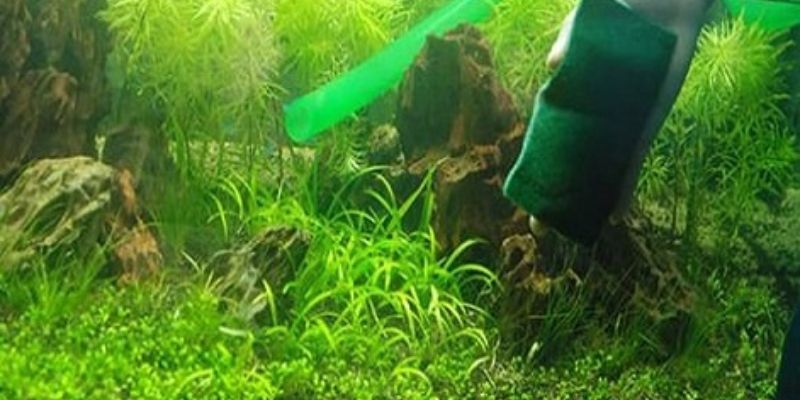 Lý do rêu xuất hiện nhiều trong hồ cá 