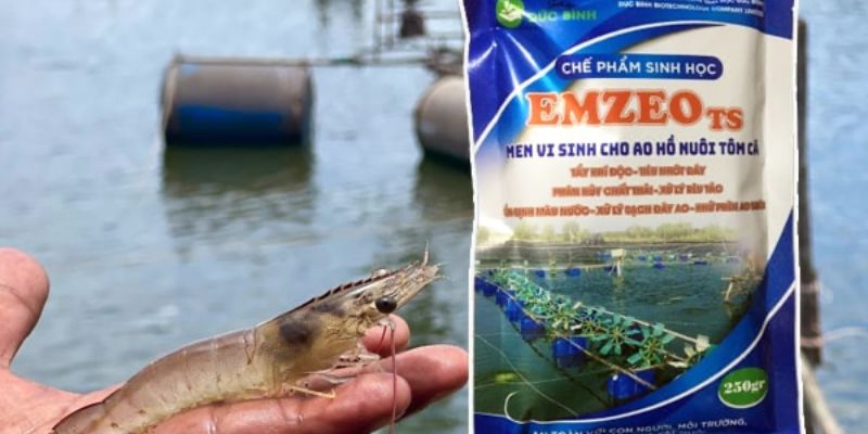 Cách xử lý nước trong ao tôm bằng EMZEO TS đơn giản hiệu quả 
