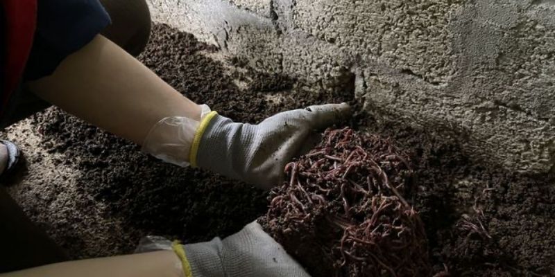 Cách chế biến thức ăn cho gà bằng giun quế nhanh đơn giản 