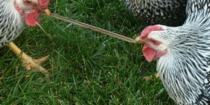 Học cách chế biến thức ăn cho gà bằng giun quế có ý nghĩa lớn 