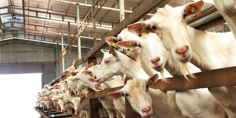 Khái niệm chế phẩm vi sinh xử lý chuồng trại