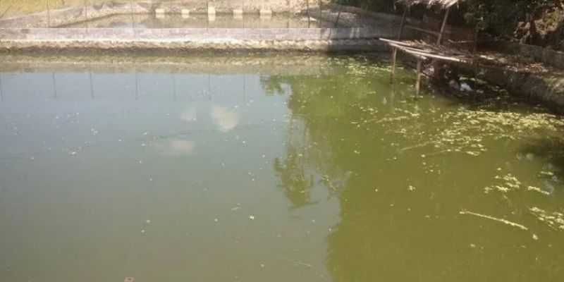 Bạn hiểu như nào về chế phẩm xử lý nước ao nuôi cá?
