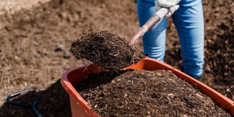 Trồng cây gì ở đất sét đem tới hiệu quả cao?
