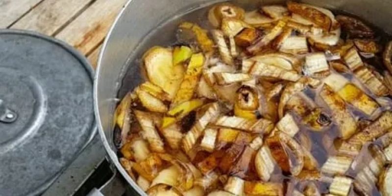 Dịch chuối được dùng nhiều trong trồng trọt 
