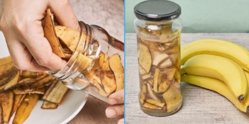 Hướng dẫn làm dịch chuối tưới cây với phân Humic 