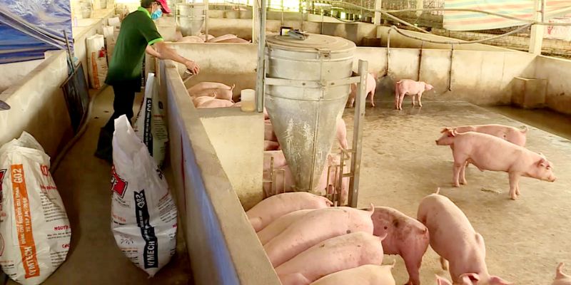 Bạn hiểu men vi sinh ủ thức ăn chăn nuôi là gì?