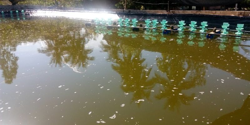 Nước hồ cá bị đục khắc phục như thế nào? 