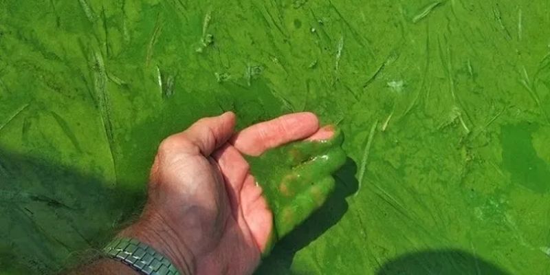 Nước hồ cá bị tảo xanh nguyên nhân do đâu?