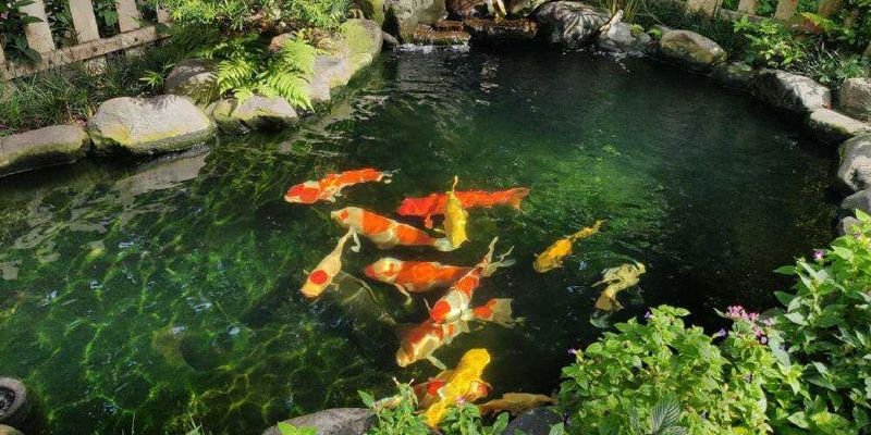 Nước hồ cá bị vàng có thể khắc phục bằng bộ lọc 