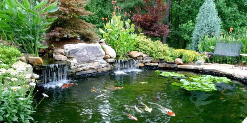 Sử dụng phương pháp sinh học khắc phục nước hồ cá bị xanh