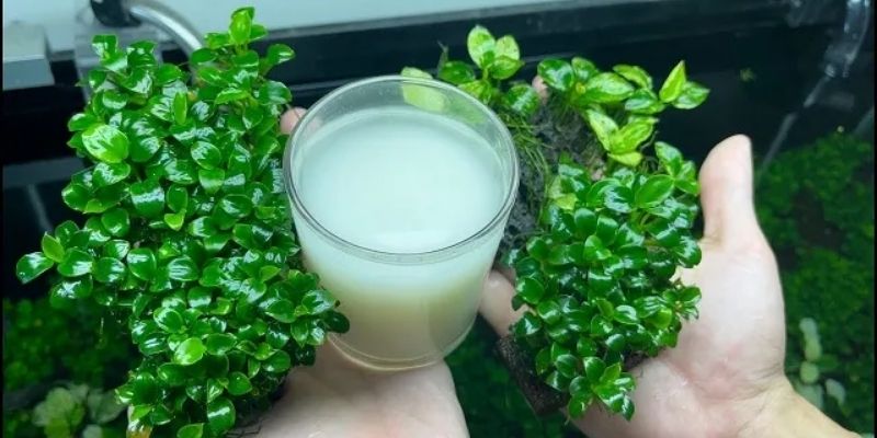 Cách dùng nước vo gạo hiệu quả với cây trồng 