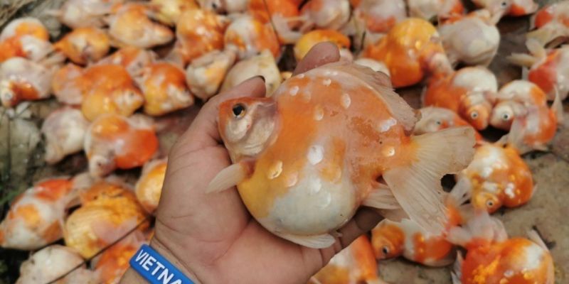Nuoi-ca-canh-bi-chet-nguyen-nhan