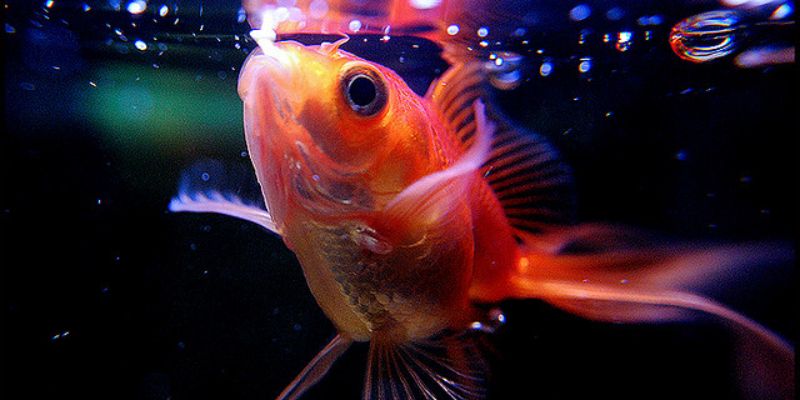 Nuôi cá cảnh bị chết có phải là điềm không may? 