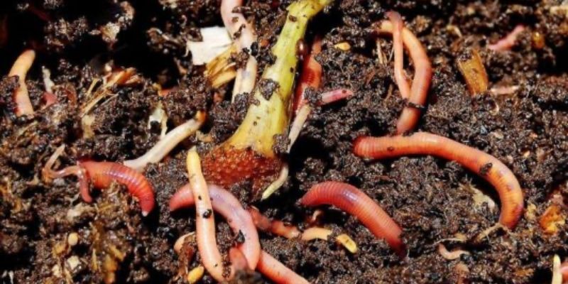 Chia sẻ cách nuôi đơn giản với chất nền ủ nóng hoặc nguội 