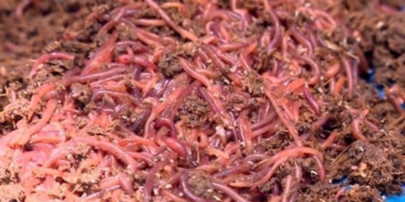 Nuôi trùn quế cải thiện ô nhiễm môi trường 