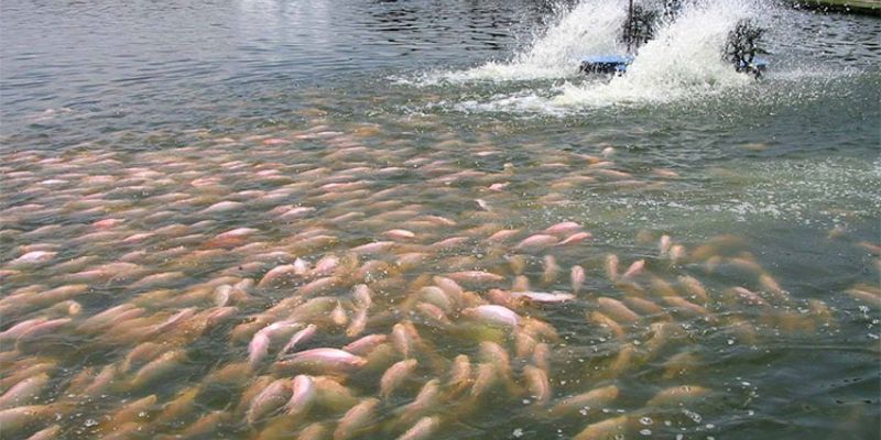 Sử dụng công nghệ trong quy trình xử lý nước thải ao nuôi cá