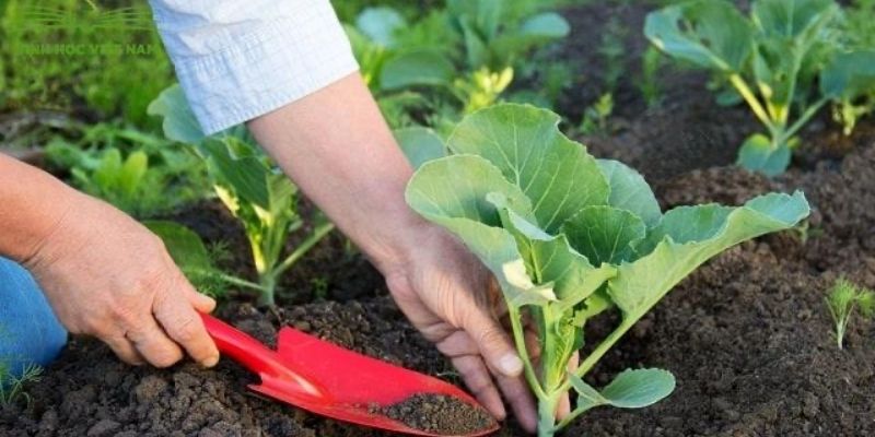 Tricho Humic đem tới giải pháp toàn diện cho nông nghiệp 