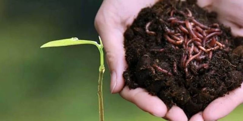 Năng suất cải thiện nhờ phân Humic 