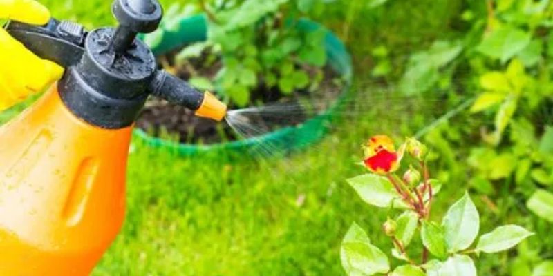 Tìm hiểu tự làm thuốc trừ sâu sinh học tại nhà có ý nghĩa quan trọng 