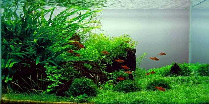 Chia sẻ các cách tạo vi sinh có lợi cho hồ cá dễ dàng 