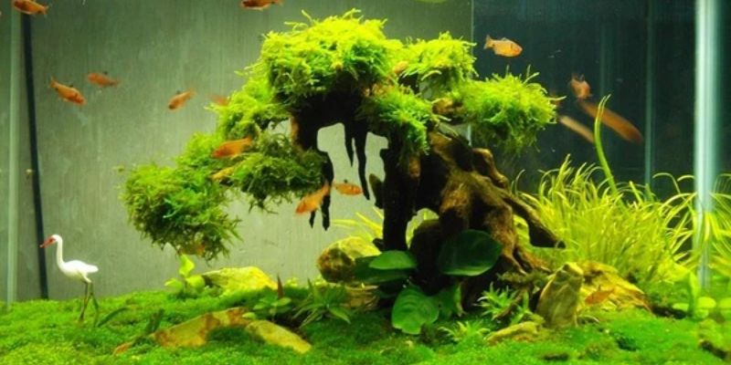 Nhờ vi sinh có lợi cho hồ cá có thể phòng ngừa bệnh 