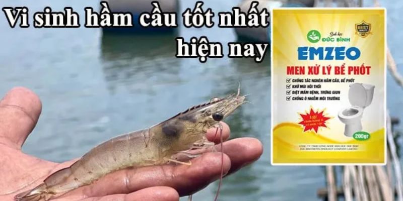 Cách sử dụng vi sinh hầm cầu trong nuôi tôm hiệu quả cao nhất 